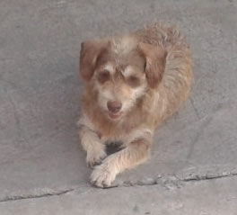 pery
